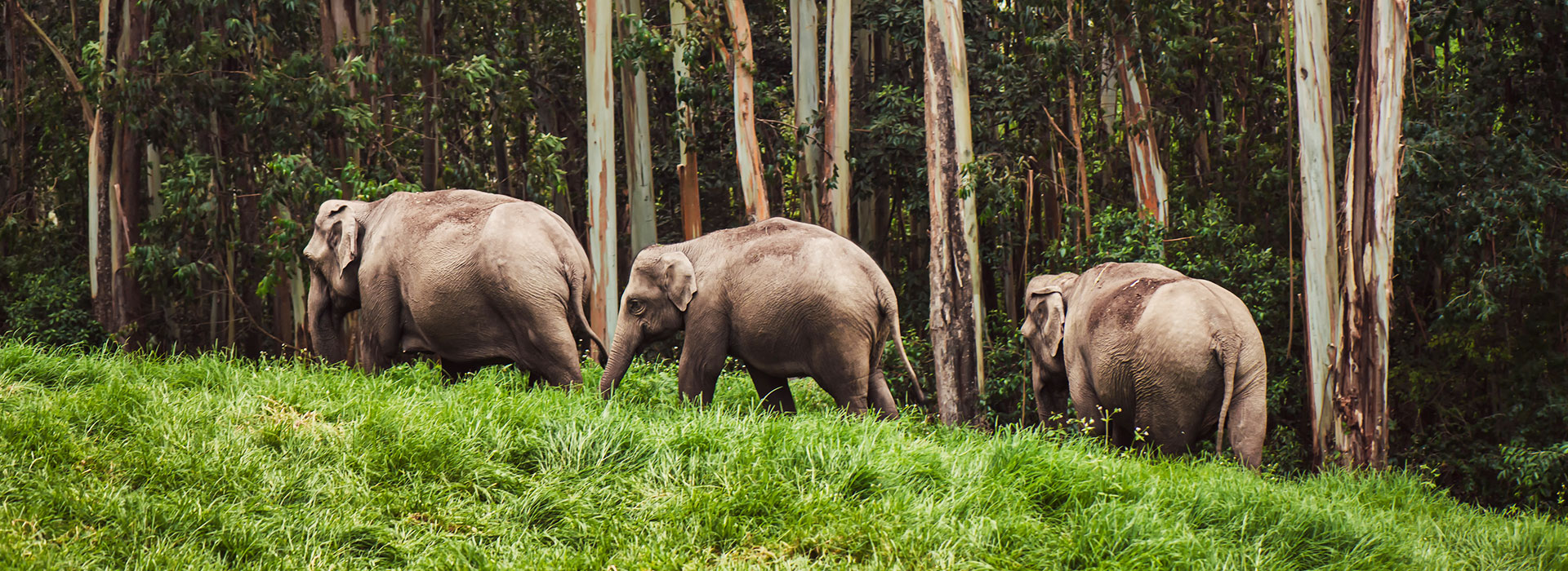 Dooars Jungle Safari Tour